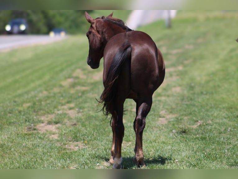 American Quarter Horse Castrone 5 Anni Sauro scuro in Bolivar MO