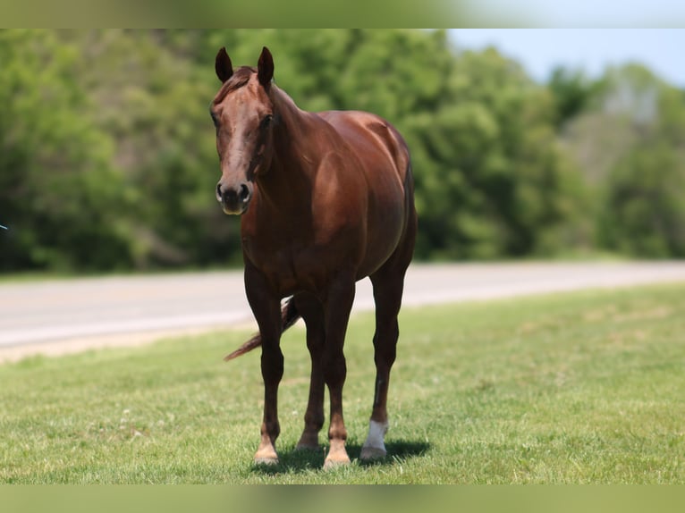 American Quarter Horse Castrone 5 Anni Sauro scuro in Bolivar MO