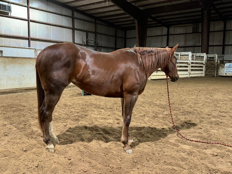 American Quarter Horse Castrone 5 Anni Sauro scuro in Bolivar MO