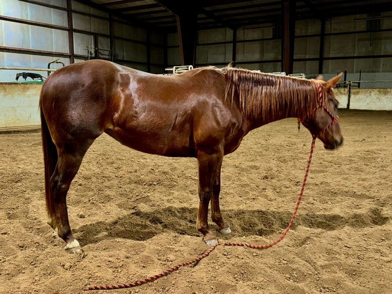 American Quarter Horse Castrone 5 Anni Sauro scuro in Bolivar MO