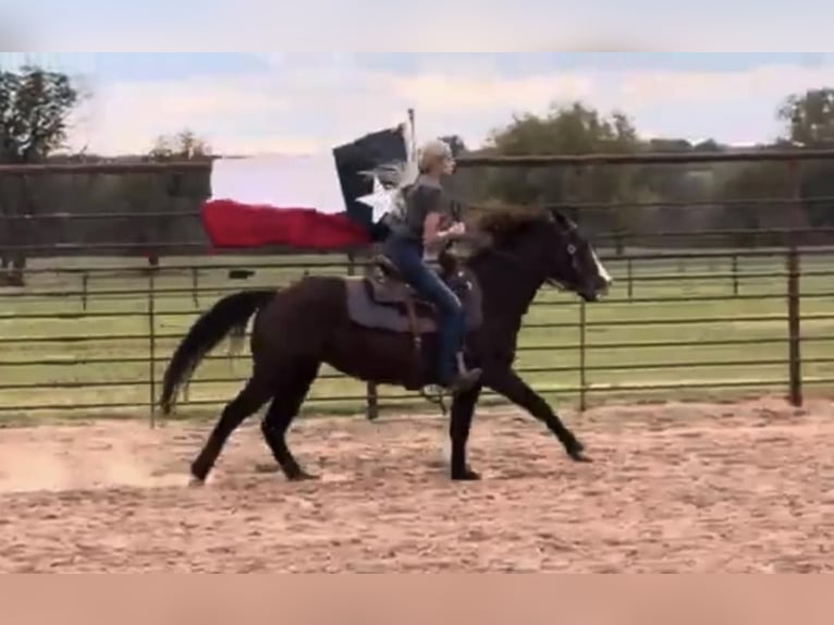 American Quarter Horse Castrone 5 Anni Sauro scuro in Weatherford TX