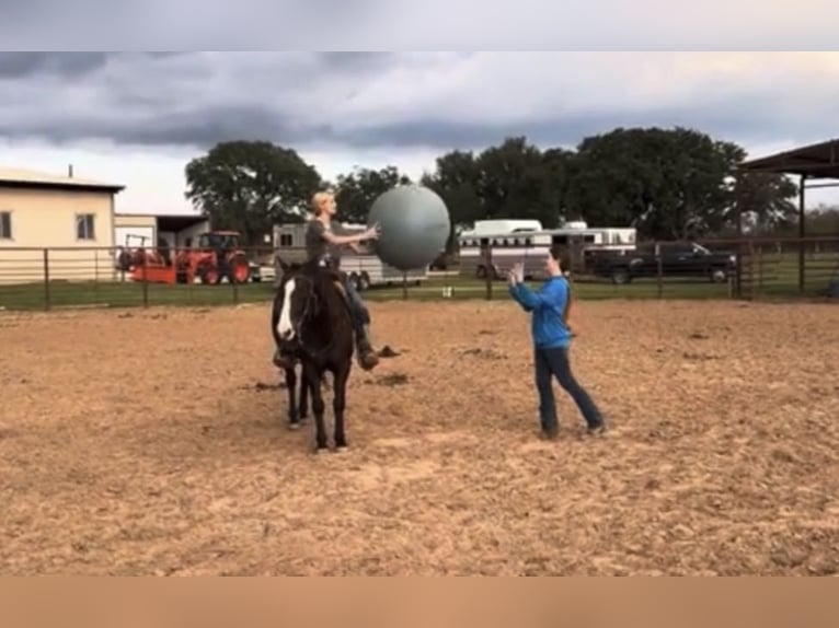 American Quarter Horse Castrone 5 Anni Sauro scuro in Weatherford TX