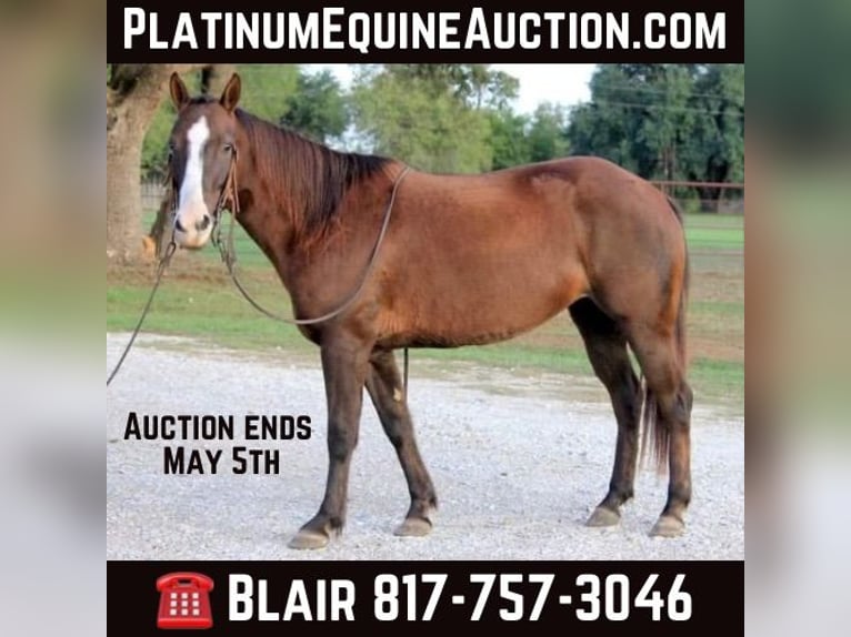 American Quarter Horse Castrone 5 Anni Sauro scuro in Weatherford TX