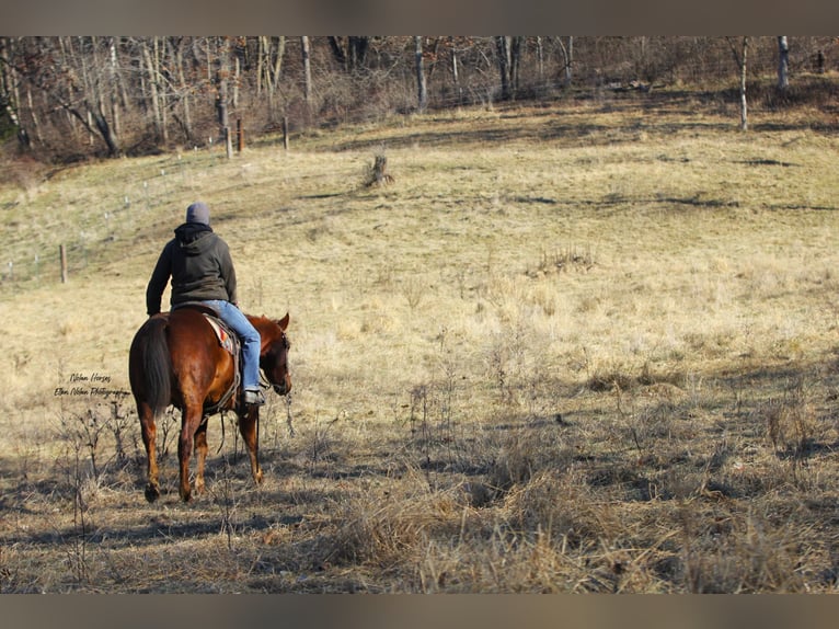 American Quarter Horse Castrone 5 Anni Sauro scuro in Peosta