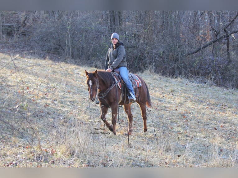 American Quarter Horse Castrone 5 Anni Sauro scuro in Peosta