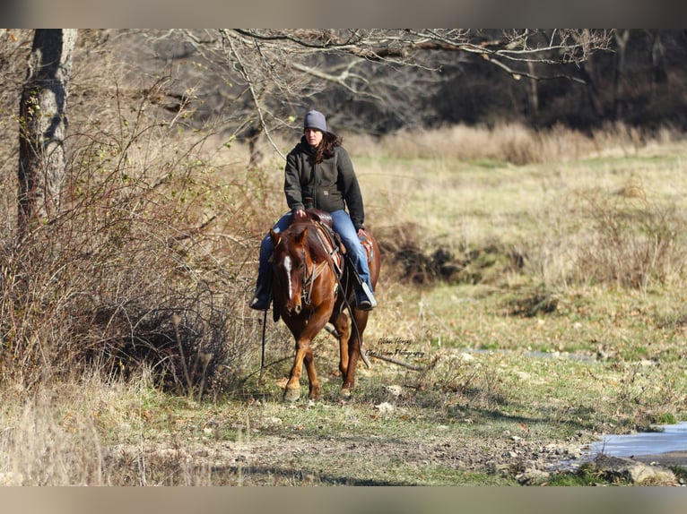 American Quarter Horse Castrone 5 Anni Sauro scuro in Peosta