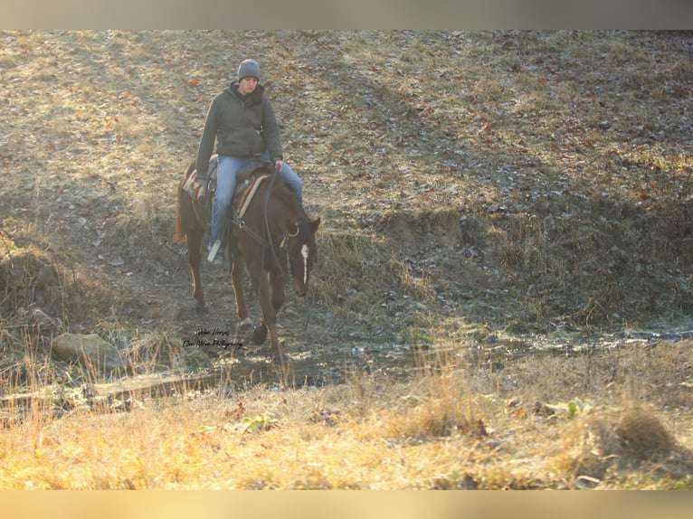 American Quarter Horse Castrone 5 Anni Sauro scuro in Peosta