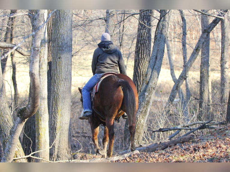 American Quarter Horse Castrone 5 Anni Sauro scuro in Peosta