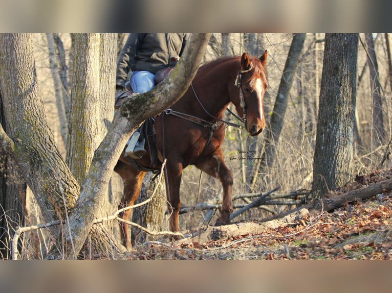 American Quarter Horse Castrone 5 Anni Sauro scuro in Peosta