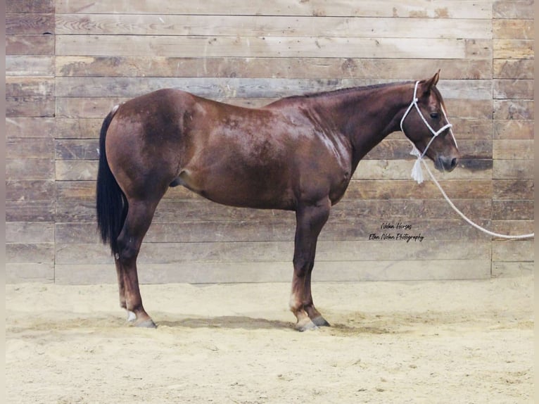 American Quarter Horse Castrone 5 Anni Sauro scuro in Peosta