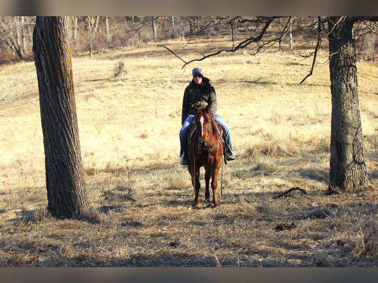 American Quarter Horse Castrone 5 Anni Sauro scuro in Peosta