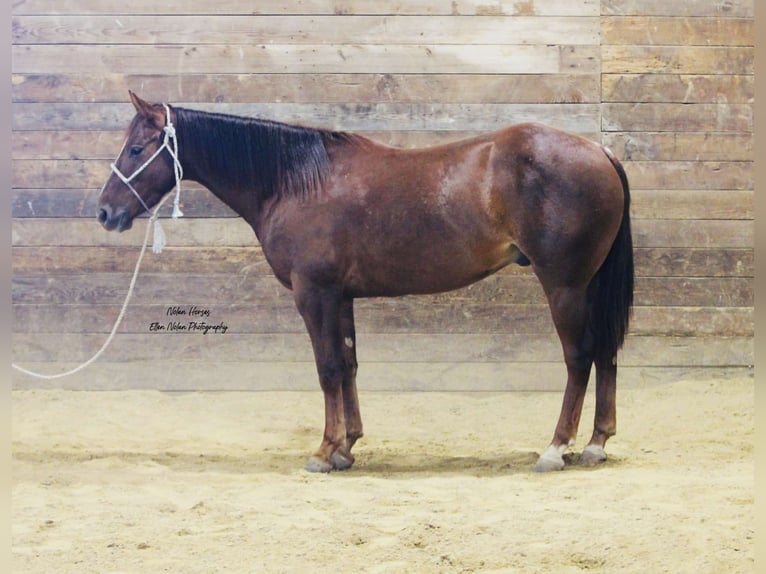 American Quarter Horse Castrone 5 Anni Sauro scuro in Peosta