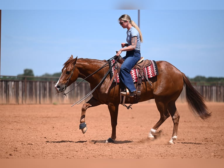 American Quarter Horse Castrone 5 Anni Sauro scuro in Waco