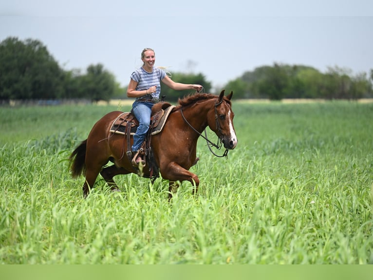 American Quarter Horse Castrone 5 Anni Sauro scuro in Waco