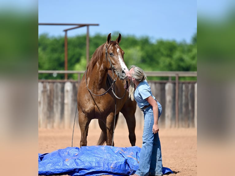 American Quarter Horse Castrone 5 Anni Sauro scuro in Waco