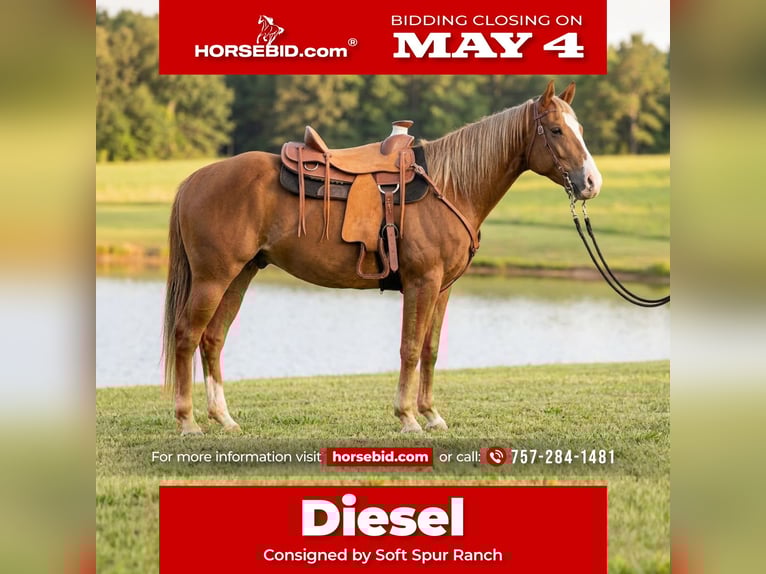 American Quarter Horse Castrone 5 Anni Sauro scuro in Dinwiddie