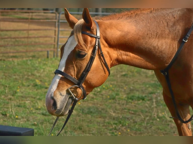 American Quarter Horse Castrone 5 Anni Sauro scuro in Dinwiddie