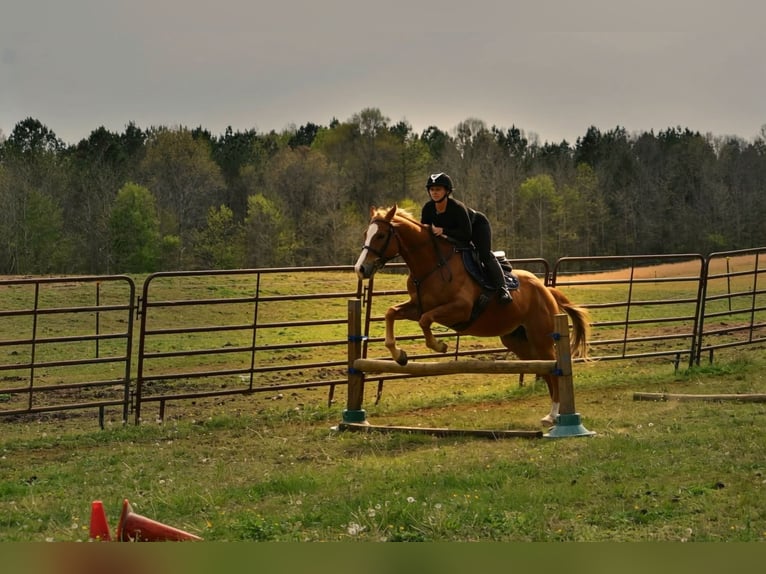 American Quarter Horse Castrone 5 Anni Sauro scuro in Dinwiddie
