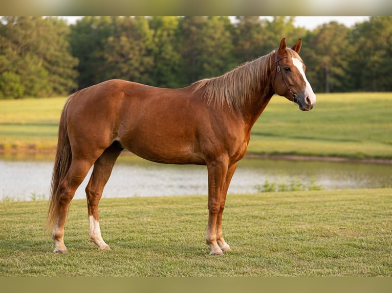American Quarter Horse Castrone 5 Anni Sauro scuro in Dinwiddie