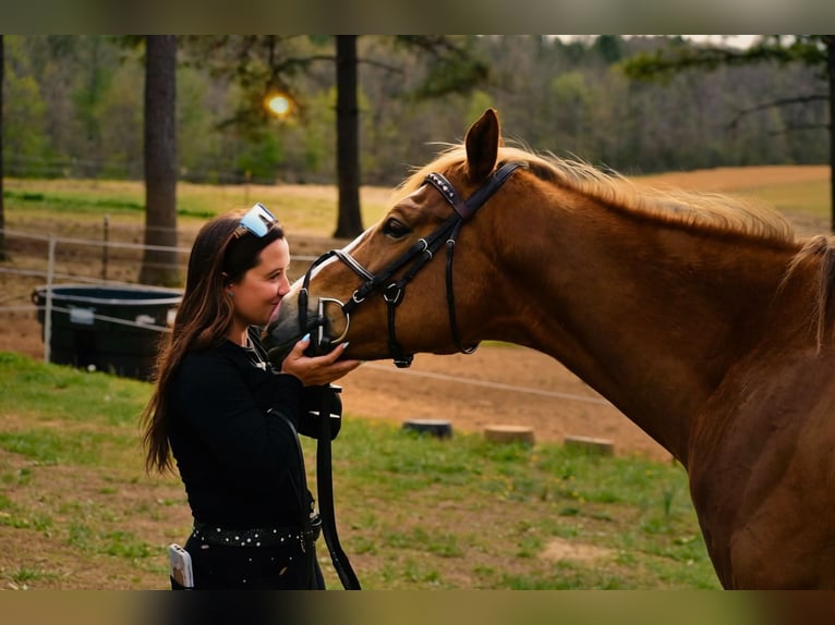 American Quarter Horse Castrone 5 Anni Sauro scuro in Dinwiddie