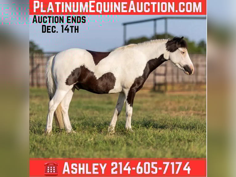 American Quarter Horse Castrone 6 Anni 109 cm Tobiano-tutti i colori in Weatherford TX