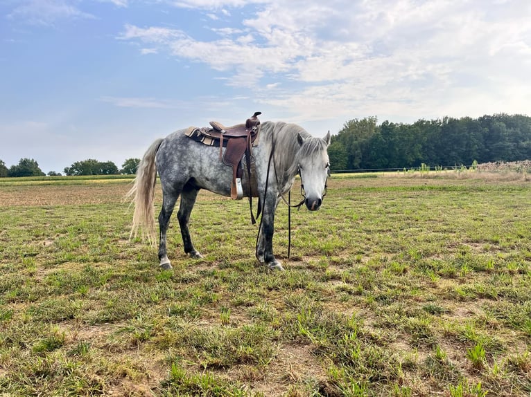 American Quarter Horse Castrone 6 Anni 122 cm Grigio pezzato in Oakley MI