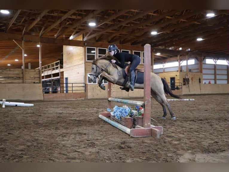 American Quarter Horse Castrone 6 Anni 124 cm Champagne in Howell, MI