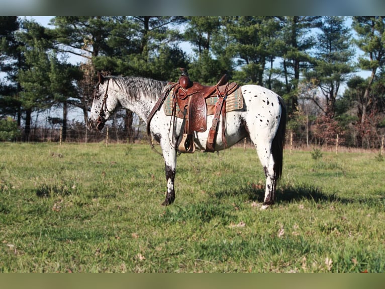 American Quarter Horse Castrone 6 Anni 132 cm Grigio in North Judson In