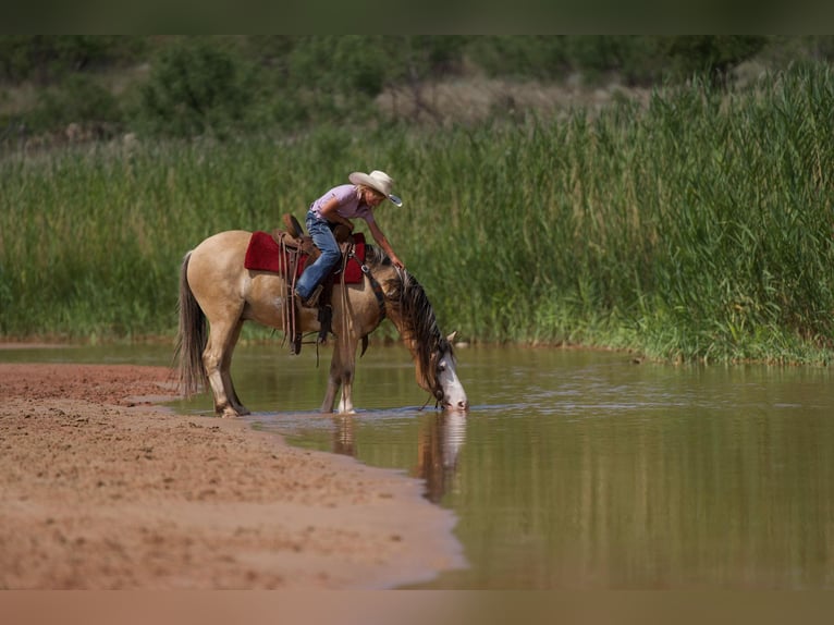 American Quarter Horse Castrone 6 Anni 132 cm Pelle di daino in Canyon TX