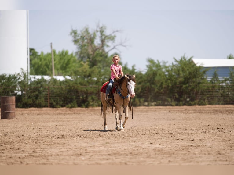 American Quarter Horse Castrone 6 Anni 132 cm Pelle di daino in Canyon TX