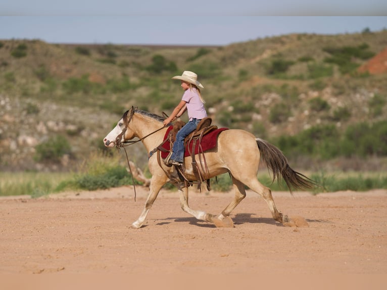 American Quarter Horse Castrone 6 Anni 132 cm Pelle di daino in Canyon TX