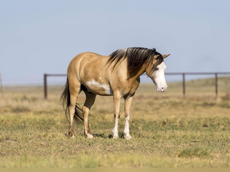 American Quarter Horse Castrone 6 Anni 132 cm Pelle di daino in Canyon TX