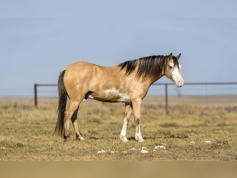 American Quarter Horse Castrone 6 Anni 132 cm Pelle di daino in Canyon TX