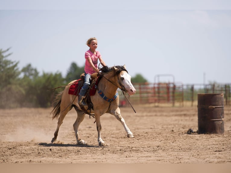 American Quarter Horse Castrone 6 Anni 132 cm Pelle di daino in Canyon TX