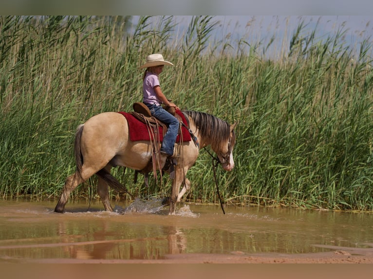 American Quarter Horse Castrone 6 Anni 132 cm Pelle di daino in Canyon TX