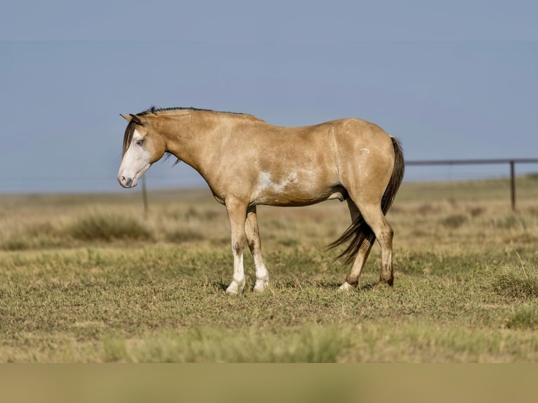 American Quarter Horse Castrone 6 Anni 132 cm Pelle di daino in Canyon TX