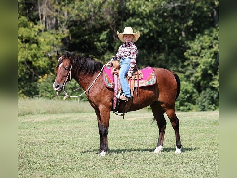 American Quarter Horse Castrone 6 Anni 135 cm Baio ciliegia in Brodhead