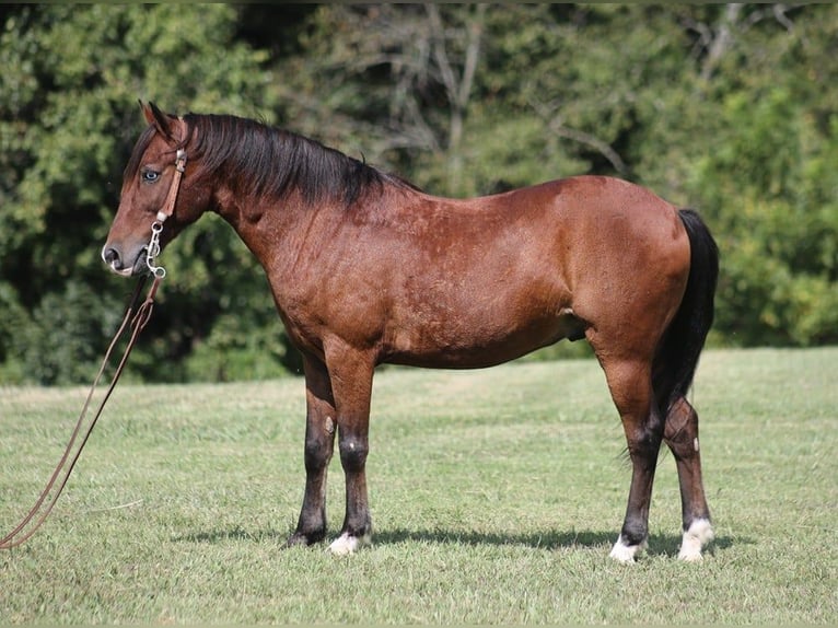 American Quarter Horse Castrone 6 Anni 135 cm Baio ciliegia in Brodhead