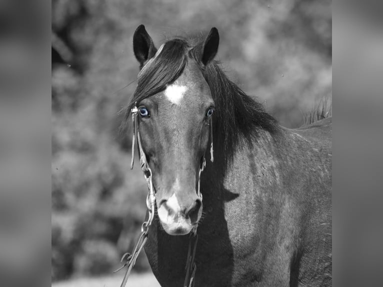 American Quarter Horse Castrone 6 Anni 135 cm Baio ciliegia in Brodhead