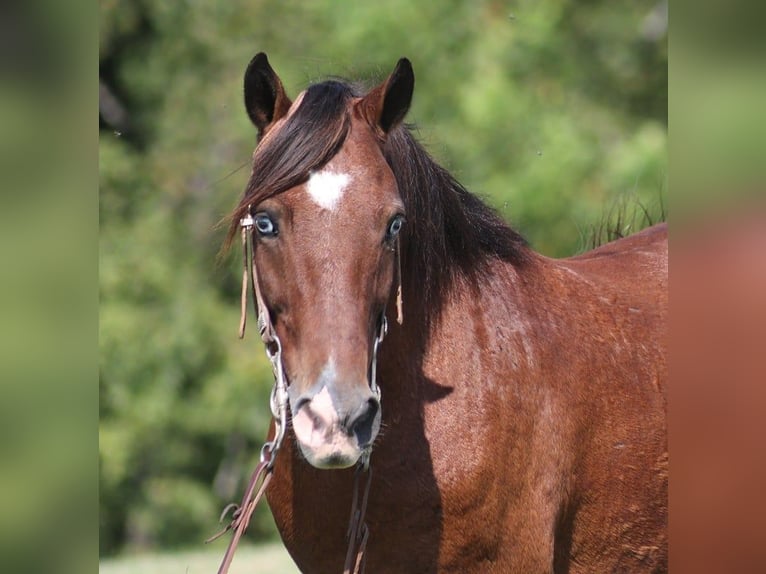 American Quarter Horse Castrone 6 Anni 135 cm Baio ciliegia in Brodhead