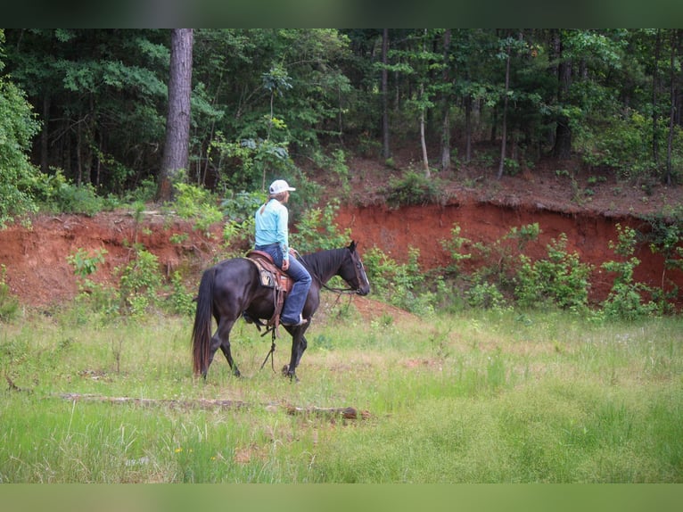 American Quarter Horse Castrone 6 Anni 135 cm Morello in Rusk TX