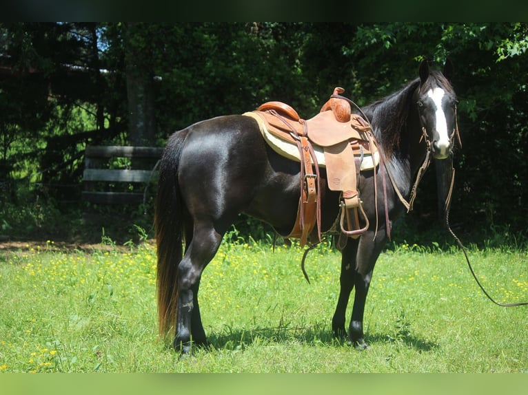 American Quarter Horse Castrone 6 Anni 135 cm Morello in Rusk TX