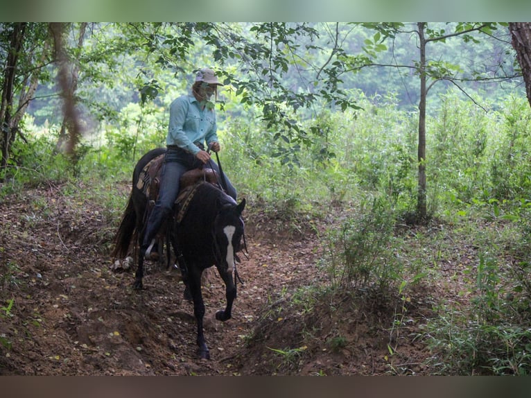 American Quarter Horse Castrone 6 Anni 135 cm Morello in Rusk TX