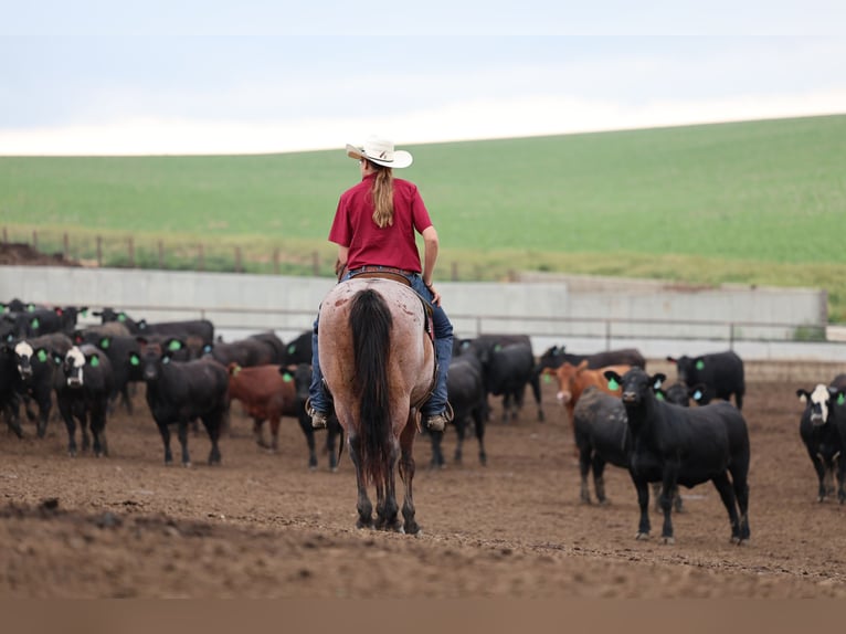 American Quarter Horse Castrone 6 Anni 137 cm Baio roano in Kingsley, IA