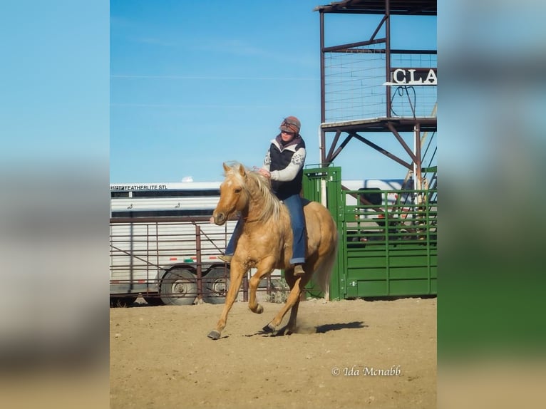 American Quarter Horse Castrone 6 Anni 137 cm Palomino in Cody, WY