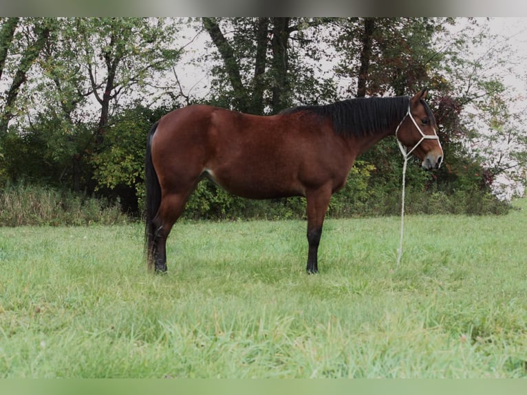 American Quarter Horse Castrone 6 Anni 140 cm Baio ciliegia in North Judson IN