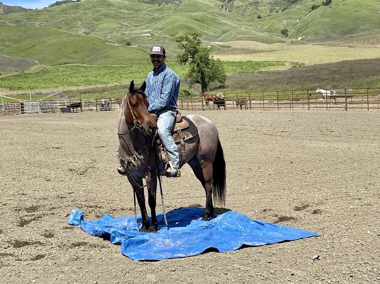 American Quarter Horse Castrone 6 Anni 140 cm Baio roano in Paicines CA