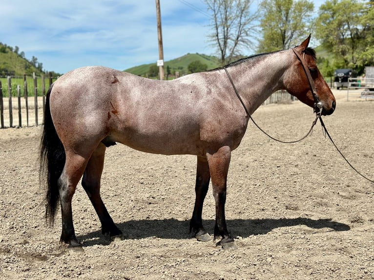 American Quarter Horse Castrone 6 Anni 140 cm Baio roano in Paicines CA