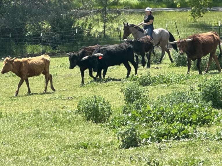 American Quarter Horse Castrone 6 Anni 140 cm Baio roano in Paicines CA