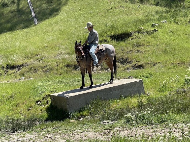 American Quarter Horse Castrone 6 Anni 140 cm Baio roano in Paicines CA